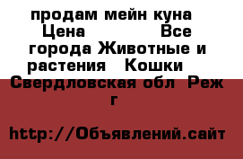 продам мейн куна › Цена ­ 15 000 - Все города Животные и растения » Кошки   . Свердловская обл.,Реж г.